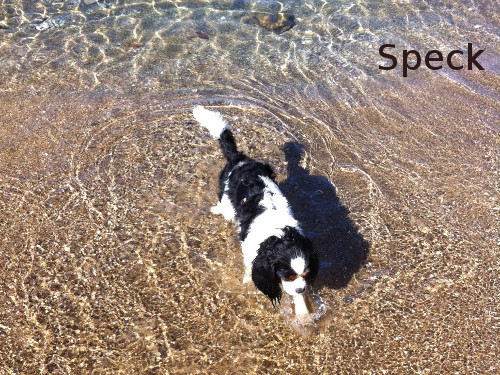 all'Isola d'Elba in vacanza con il tuo cane